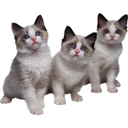 Котята Котята