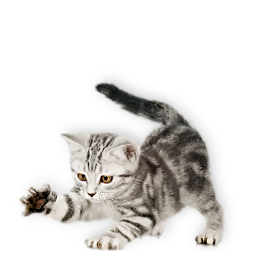Котёнок Котёнок