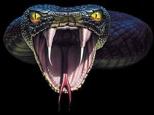 Фото Snake.? Фото Snake.?