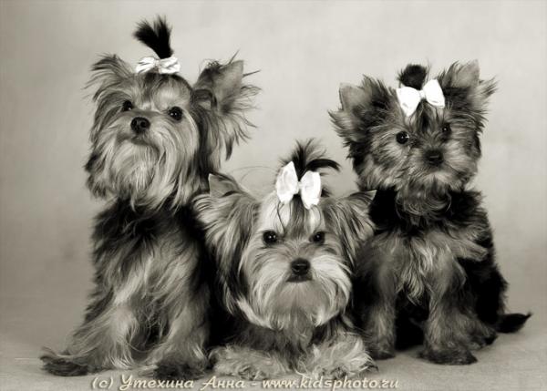 Фото Софія Авдіюк