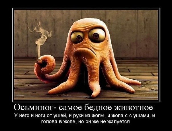 Фото STELLHAMMER: Бедний осьминог) Фото STELLHAMMER: Бедний осьминог)