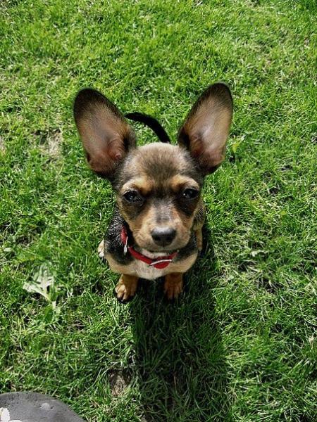 Фото 18+киска