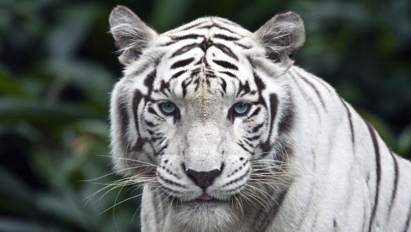 Фото ! White_Tiger ! Фото ! White_Tiger !