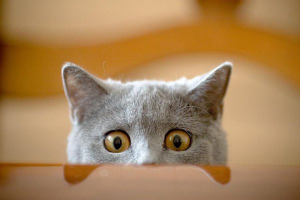Фото Watcher