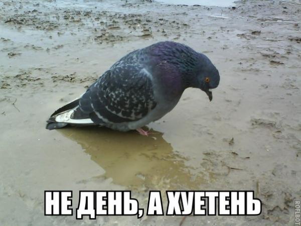 Фото Фура Вина Фото Фура Вина