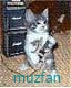 Фото muzfan Фото muzfan