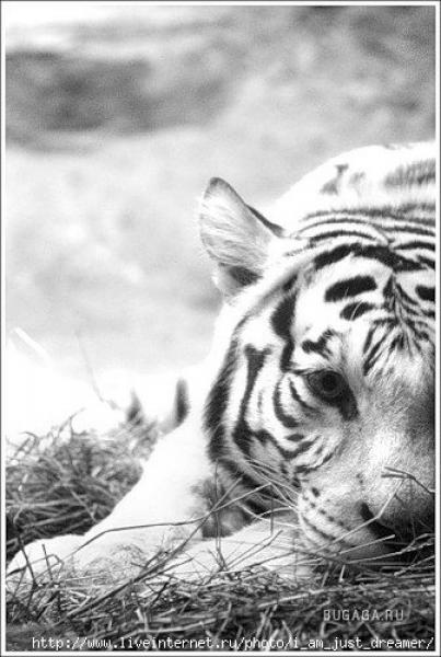 Фото Таня Преснякова