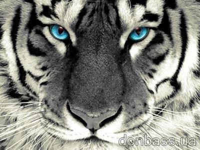 Фото Таня Преснякова