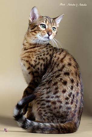 Фото кисюничка Фото кисюничка