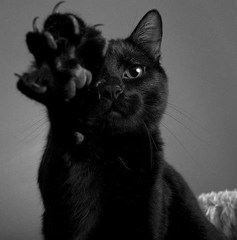 Фото Black_Cat Фото Black_Cat