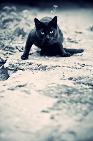 Фото Black_Cat Фото Black_Cat