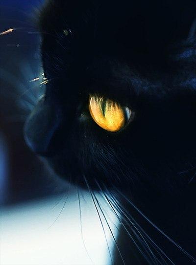 Фото Black_Cat Фото Black_Cat