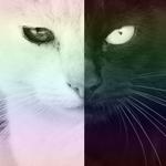 Фото Green.Cat Фото Green.Cat