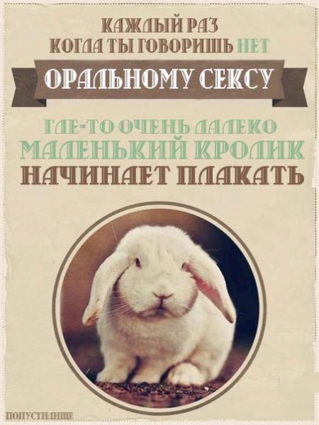 Фото Беленькая кошечка Фото Беленькая кошечка