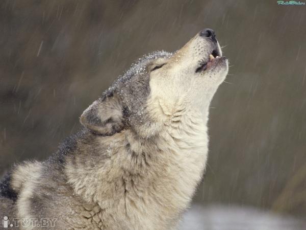 Фото Wolf-1 Фото Wolf-1