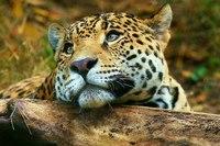 Фото jaguar57rus Фото jaguar57rus
