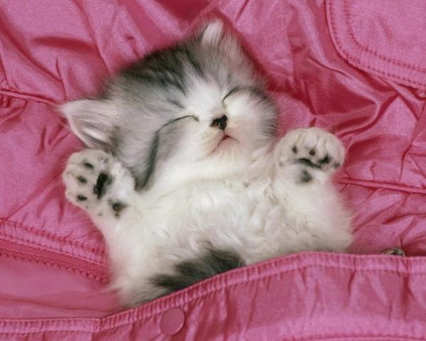 Фото Маша Пай: Я-котята захватят мир,ВХАХАХАХ. котёнок-Попозже захватим а сейчас поспим)) Фото Маша Пай: Я-котята захватят мир,ВХАХАХАХ. котёнок-Попозже захватим а сейчас поспим))