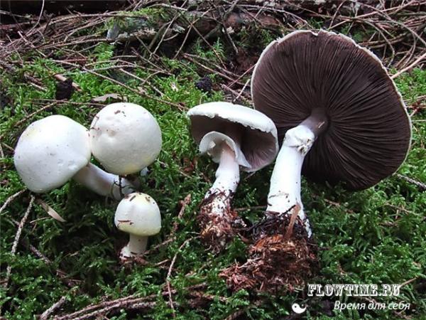 Фото шАмПиНьОн Фото шАмПиНьОн